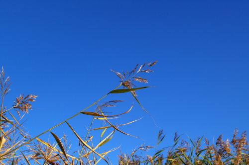 reed bank water