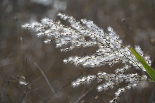 reed nature wind