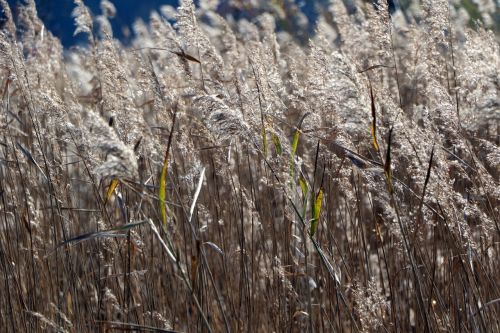 reed nature wind
