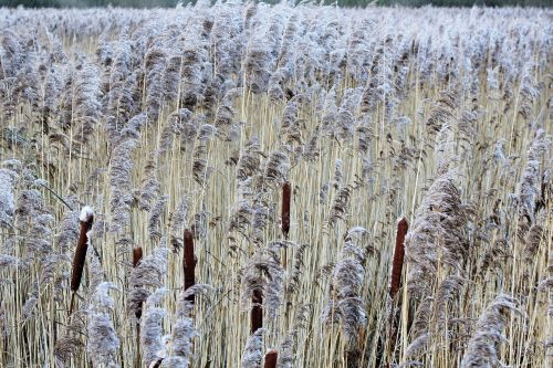 reed nature plant