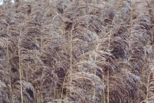 reed nature plant