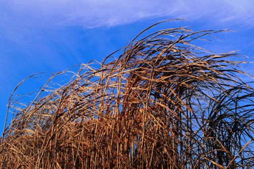 reed nature pond plant