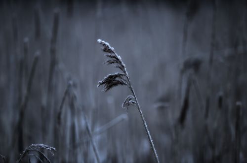 reed frost grass