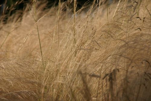 reed dry plant grey