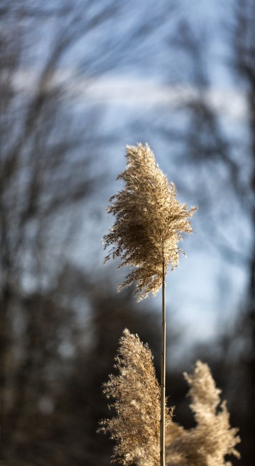 reed plant macro