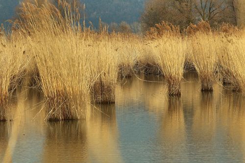 reed lake constance arm of the rhine