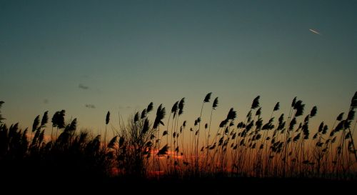 reed sunset wind