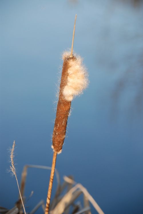 reed dry plant