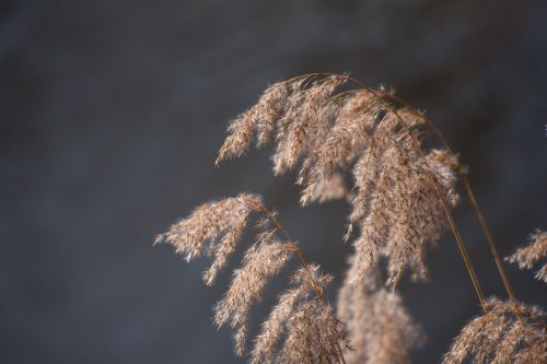 reed water nature