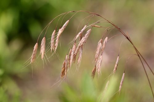 reed plants brown