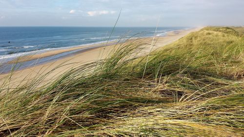 reed sea dunes