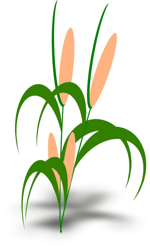 reed plant cob