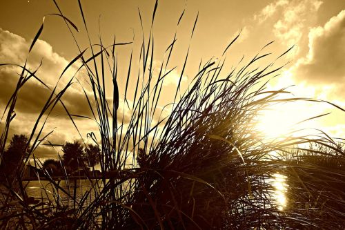 reed rush water plant