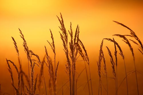 reed plant sunrise