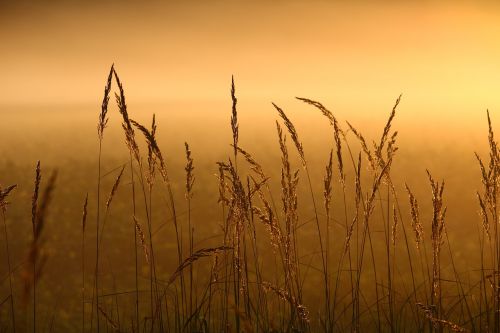 reed grass fog