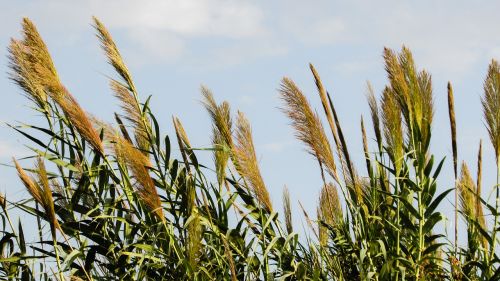 reed plant nature