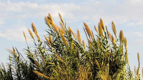 reed plant nature