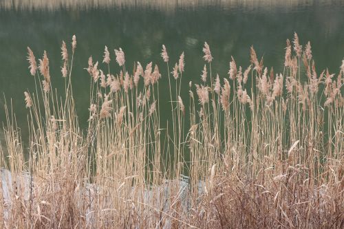 reed swamp green