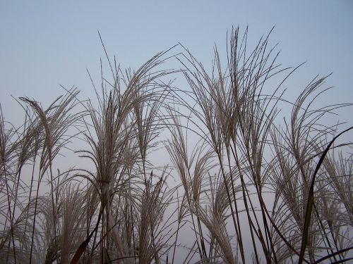 reed weeds river