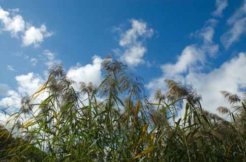 reed clouds sky