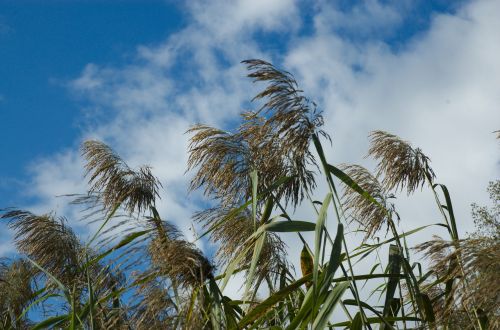 reed clouds sky