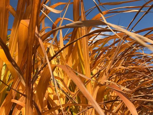 reed garden autumn