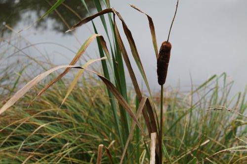 reed biotope nature