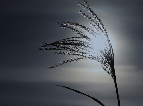 reed cold wintry