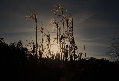 reed cold wintry