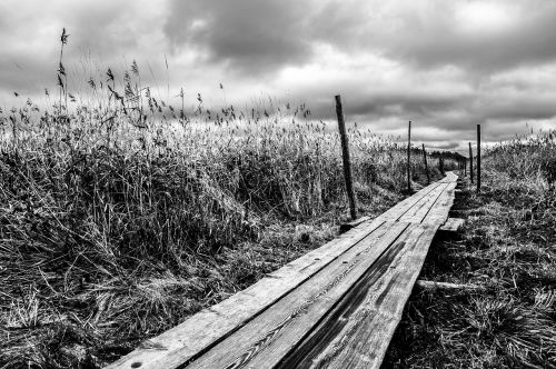 reed pathway grass