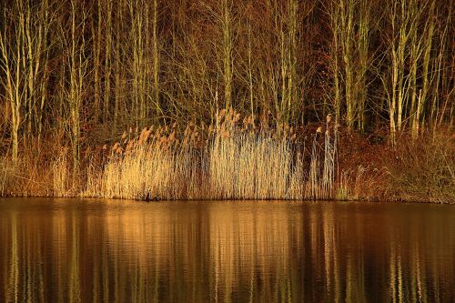 reed mirroring lake