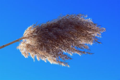 reed fluffy close up