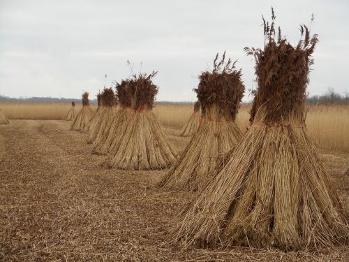 reed cane harvest swamp
