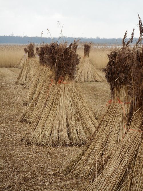 reed cane harvest swamp