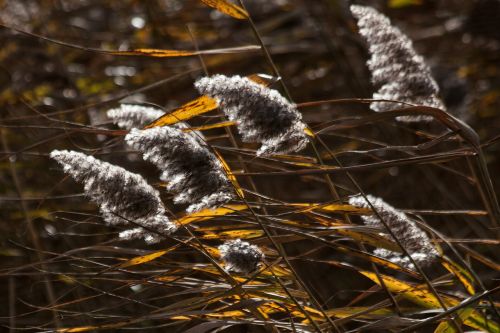 reed phragmites australis grass