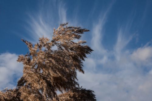 reed phragmites australis grass