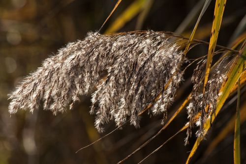 reed phragmites australis grass