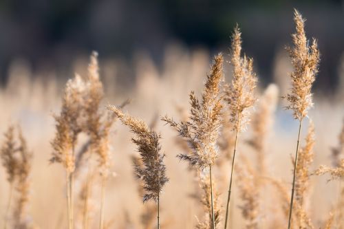 reed sun nature