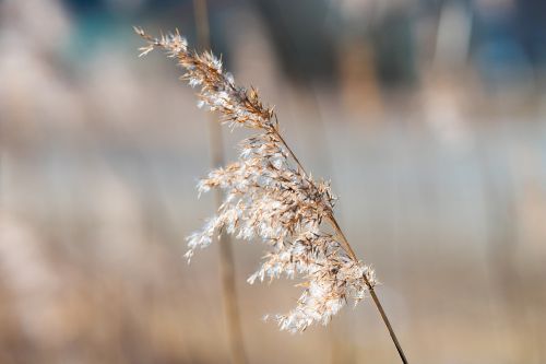 reed sun nature