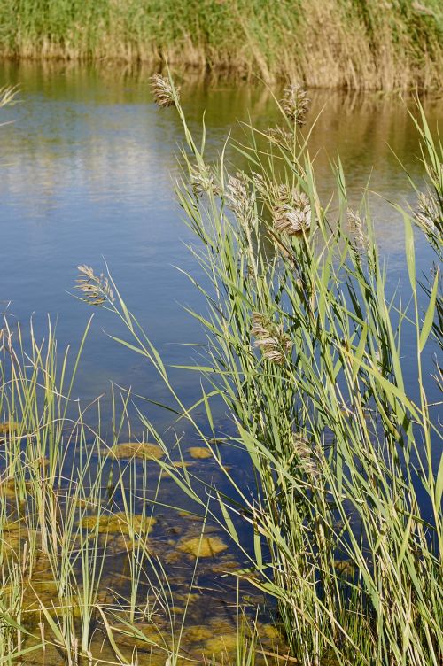 reed nature lake