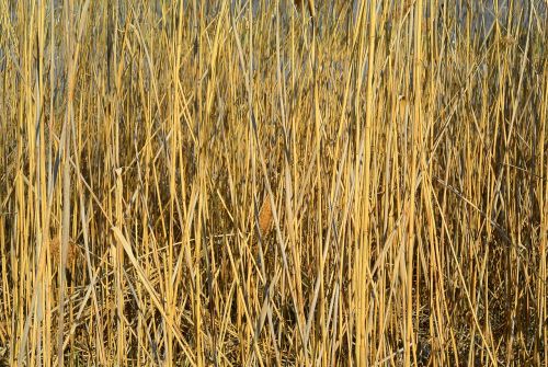 reed nature pond plant