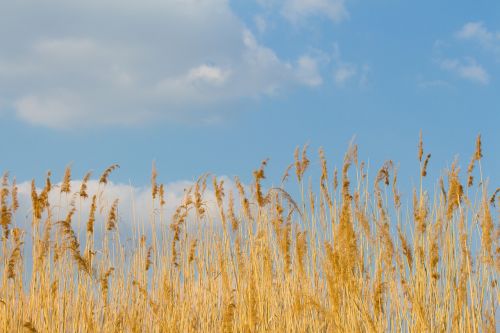 reed cloud sky