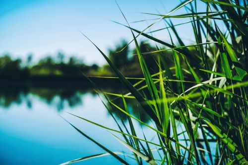 reed lake water