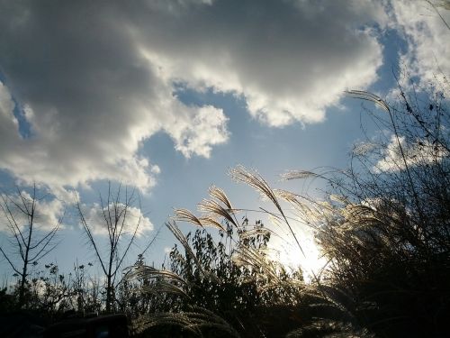 reed sky cloud