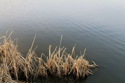 reed water landscape