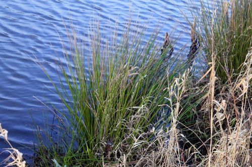 reed water pond