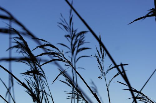 reed waterfront water