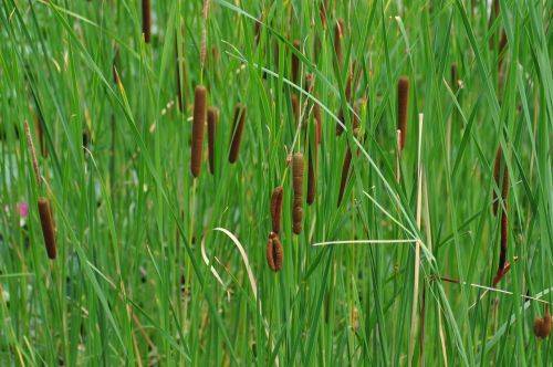 reed nature marsh plant
