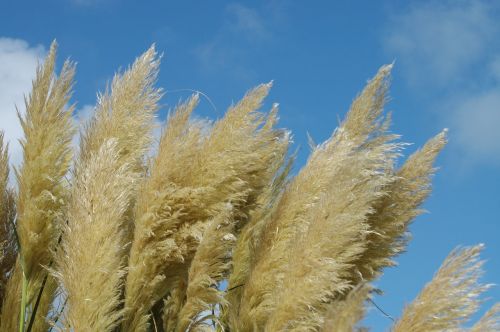 reed wind nature