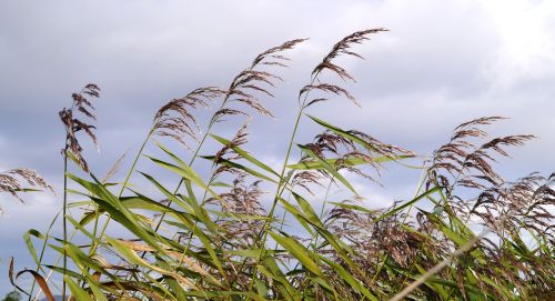 reed waters edge embankment